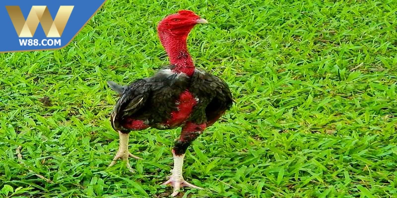 Cách chọn giống giỏi luôn là nền tảng quan trọng đối với người nuôi gà